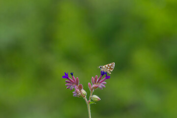 tiny brown butterfly on green background, Aegean skipper, Pyrgus melotis