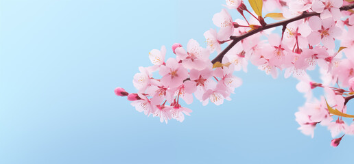 Obraz premium Blooming cherry blossoms blue sky background