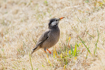 椋鳥が餌を探している　草原で休憩中