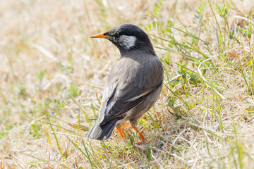 椋鳥が餌を探している　草原で休憩中