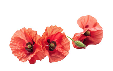The Vibrant Colors of Poppy Flowers, Poppy flowers Isolated on Transparent background.