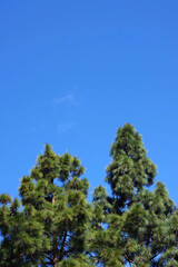 Tall Monterey Pine trees under blue sky