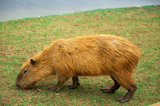 capivara tranquila 