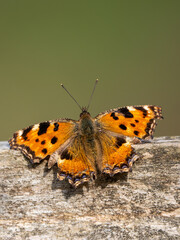 Obraz premium Large Tortoiseshell Butterfly Resting with its Wings Open