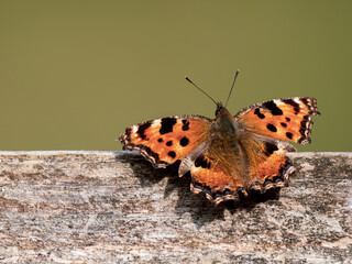Large Tortoiseshell Butterfly Resting with its Wings Open