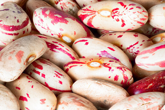 Red Speckled Sugar Beans Phaseolus vulgaris