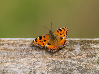 Large Tortoiseshell Butterfly Resting with its Wings Open