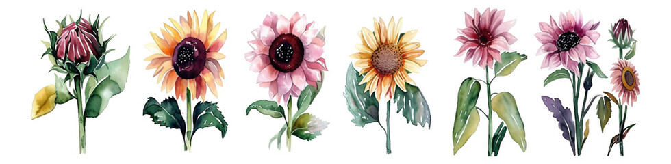 Watercolor style floral elements with a transparent background