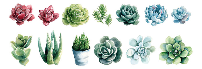 Watercolor style succulent plant elements - obrazy, fototapety, plakaty