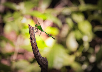 libélula verde
