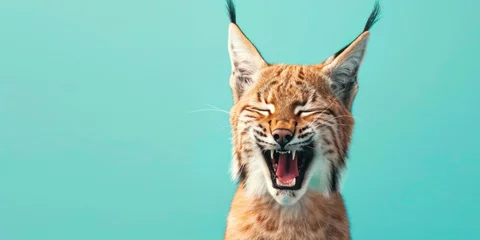 Gordijnen Smiling Lynx on Teal Background © Аrtranq