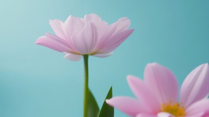 A pink flower with a blue background. The flower is the main focus of the image. The background is a light blue color, which creates a calming and peaceful mood. Concept of tranquility and beauty
