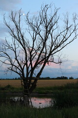 A dead tree by a pond with a dramatic evening sky