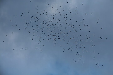 flock of birds flying in the sky