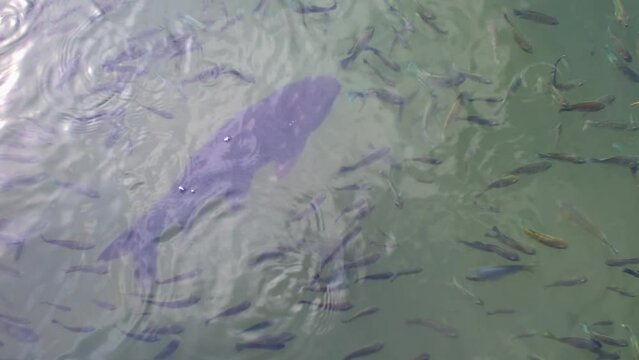 There are many Japanese carp fish swimming in the water. Fish farm. The pond is teeming with a school of large fish.