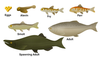 Life cycle of a Salmon, salmons have an average lifespan of 7 years, salmons comprises six stages, egg, alevin, fry, parr, smolt, and adult, Life cycle of the Atlantic Salmon. Stages of salmon fish © Watthana Tirahimonch
