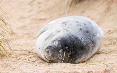 Grey seal pup asleep on the beach Horsey Gap, Norfolk, UK