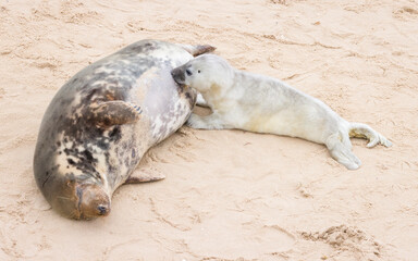 Grey seal pup suckling from mother at Horsey Gap, Norfolk, UK