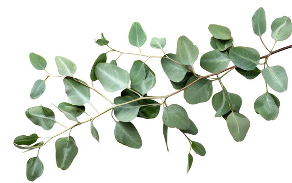 Eucalyptus branch Isolated on Transparent background.