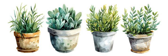 Watercolor style plant elements combination on a transparent background - obrazy, fototapety, plakaty