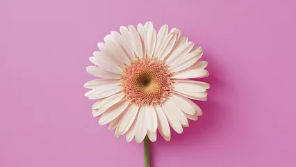 Foto op Canvas Gerbera daisy flower on greeting card background for mothers day © Muhammad Ishaq