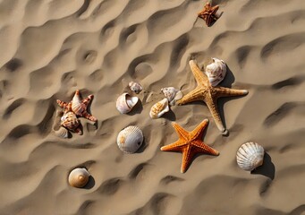 Top view of a sandy beach texture with imprints of exotic seashells and starfish as natural textured background