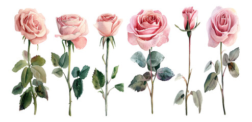 Watercolor style rose flower elements