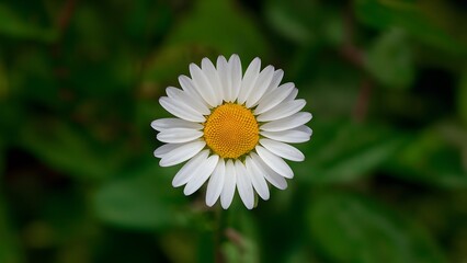 Fototapeta premium Hand made clipping path isolates daisy flower on white