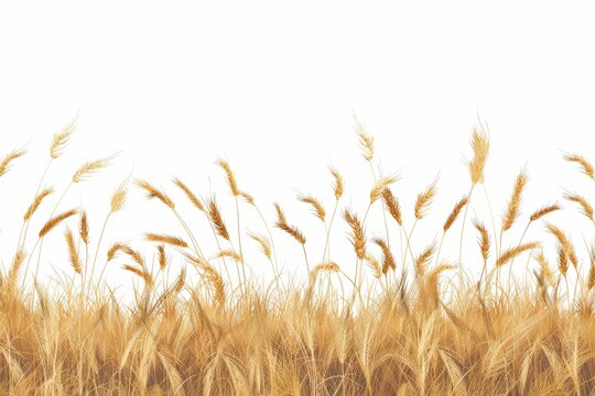 Isolated wheat field border on white background, agricultural crop, digital illustration
