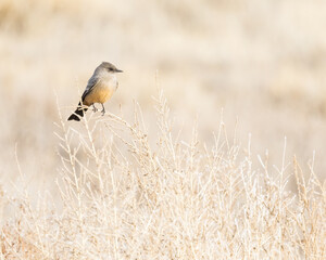 A Say's Phoebe clings to the thistles in the American Southwest.