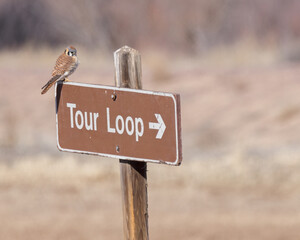 An American Kestrel shows interest in taking a tour loop at Bosque del Apache National Wildlife Refuge, New Mexico