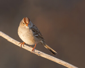 An immature White-crowned Sparrow perches in Bosque del Apache National Wildlife Refuge, New Mexico