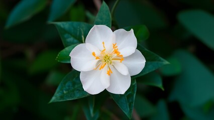 Isolated jasmine flower showcased in close up against white