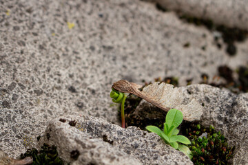 Origin of life from seed