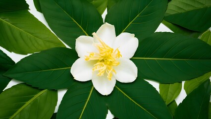 Obraz na płótnie Canvas Isolated jasmine tea flower and leaves on white background