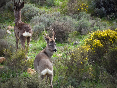 kangaroo in the wild