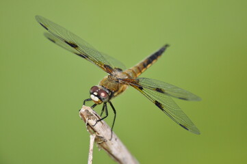 libellula