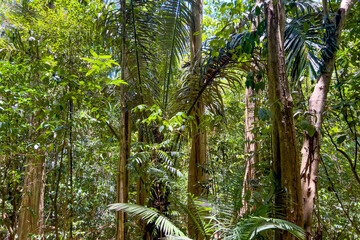 Forest of Tangkoko National Park, Lembeh, North Sulawesi, Indonesia.
