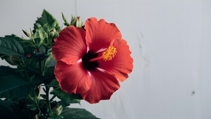 Isolated red hibiscus flower stands out on clean white backdrop