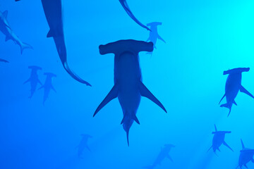 Majestic Hammerhead Sharks Swimming in the Serene Depths of a Blue Ocean - obrazy, fototapety, plakaty