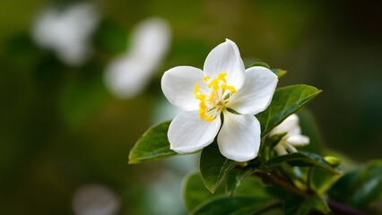 Obraz na płótnie Canvas Jasmine flower beauty highlighted with selective focus on background