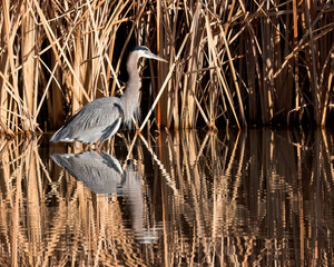 A Blue Heron wades in the water at Bosque del Apache National Wildlife Refuge, New Mexico.