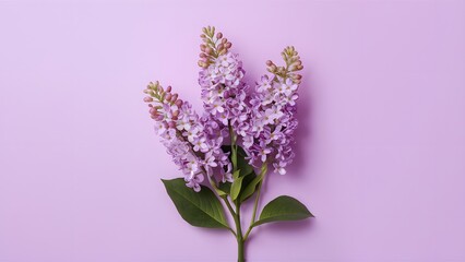 Obraz premium Lilac flowers bush isolated on a clean white background