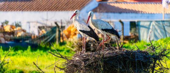 Storks, Algarve, Portugal, February 2024