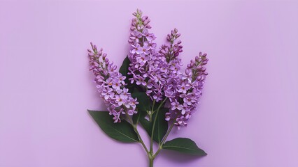 Lilac flowers bush isolated on a clean white background