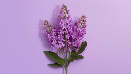 Fototapeta premium Lilac flowers bush isolated on a clean white background