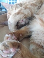 Orange cat covering face while sleeping. 