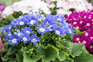 Beautiful Cineraria flowers.