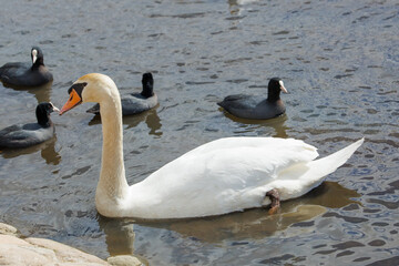 水辺を泳ぐコブハクチョウ