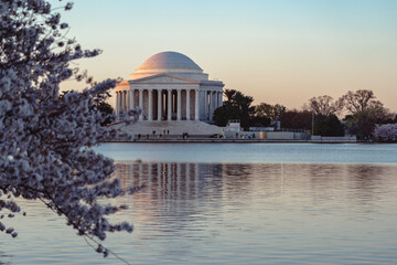 Thomas Jefferson memorial in Washington DC at sunrise with cherry blossoms